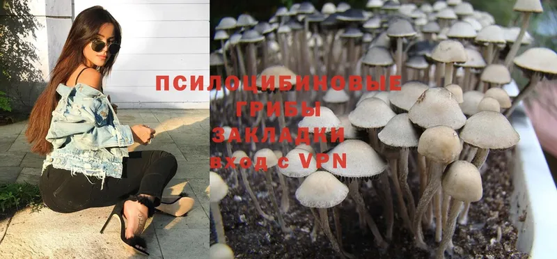 Псилоцибиновые грибы Psilocybine cubensis Краснокаменск